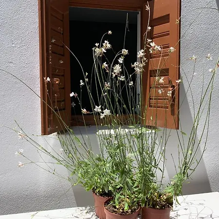 Apartment Dominique & Carlos Place Mykonos Town